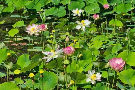 Photo of property in 128e Mauku Road, Patumahoe, Pukekohe, 2678