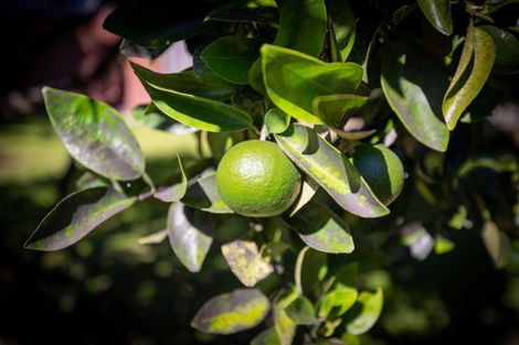 Photo of property in 18 Tweed Street, Mount Maunganui, 3116