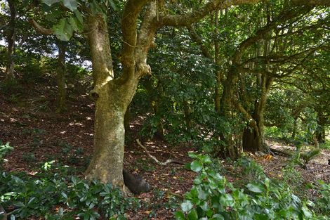 Photo of property in 34 Angus Lane, Te Kamo, Whangarei, 0112