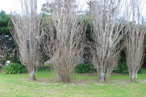 Photo of property in 204 Mangakahia Drive, Whangapoua, Coromandel, 3582