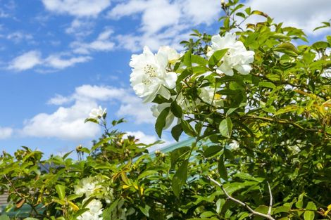 Photo of property in 47 Gillespies Road, Birchville, Upper Hutt, 5018