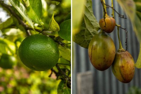 Photo of property in 2462 State Highway 1, Grovetown, Blenheim, 7202