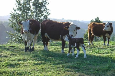 Photo of property in 195 Paparoa Road, Wainui, Opotiki, 3198