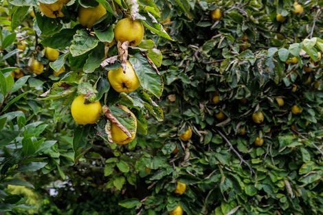 Photo of property in 4 Exeter Street, Waimate, 7924