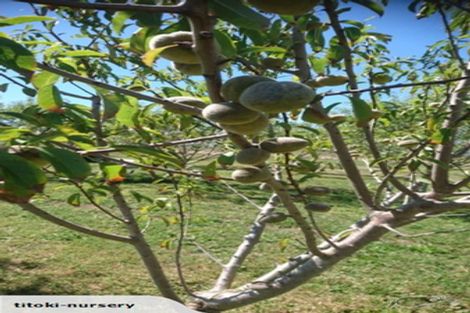 Photo of property in 324 Greig Road, Matata, Whakatane, 3194