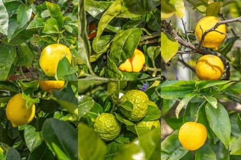 Photo of property in 17 Rata Street, Waikanae, 5036