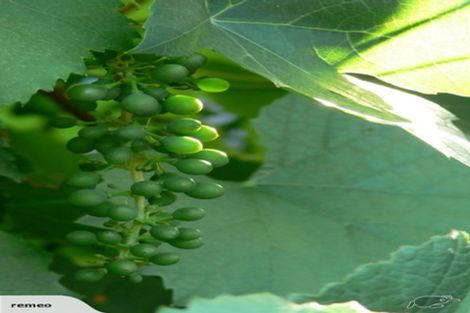 Photo of property in 131 Greenpark Road, Lincoln, Christchurch, 7674