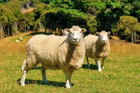 Photo of property in 270 Chain Hills Road, Chain Hills, Dunedin, 9076