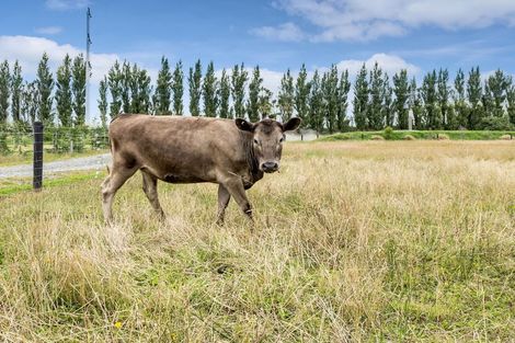 Photo of property in 598 Homebush Road, Kirwee, Christchurch, 7671