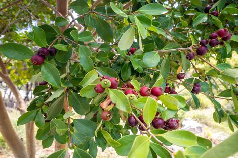 Photo of property in 18 Lichen Grove, Russell, 0272