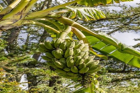 Photo of property in 21 Sandys Road, Waipapa, Kerikeri, 0295