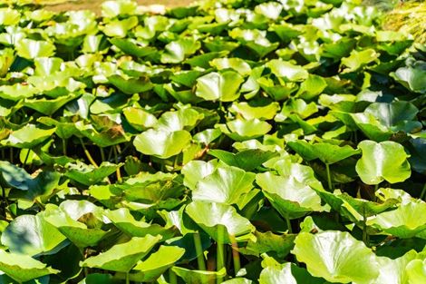 Photo of property in 384 Tara Road, Mangawhai, Kaiwaka, 0573