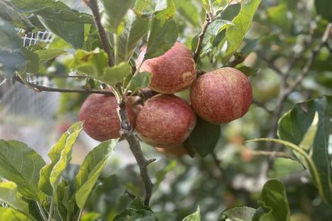 Photo of property in 94 Hibiscus Coast Highway, Red Beach, 0932