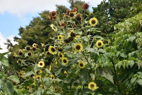 Photo of property in 318 Franklin Road, Paparoa, 0571