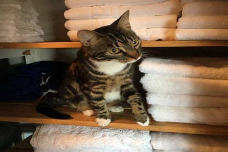 Photo of property in 16 Kennedy Street, Opua, 0200