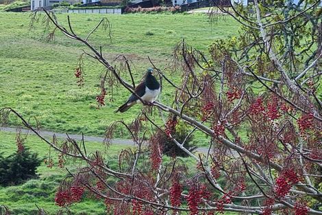Photo of property in 11 Belgium Road, Pukekohe, 2120