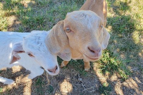 Photo of property in 221 Depot Road, Burnt Hill, Oxford, 7495