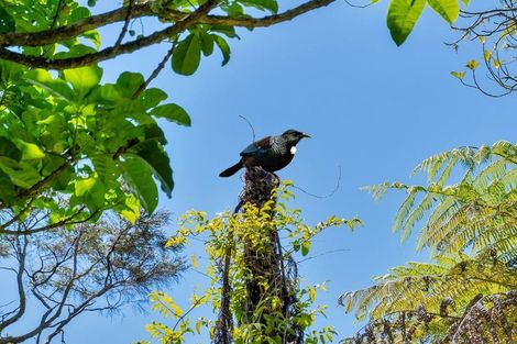 Photo of property in 42 Kopiko Road, Titirangi, Auckland, 0604