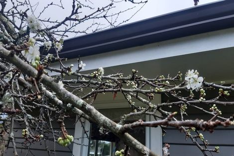 Photo of property in 38 Esk Street, Parkvale, Tauranga, 3112