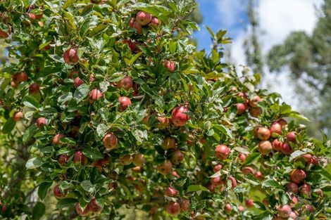 Photo of property in 46e Burnetts Road, Upper Plain, Masterton, 5888