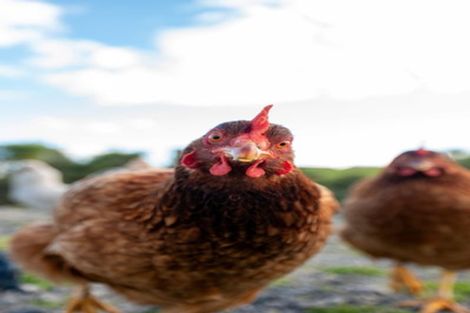 Photo of property in 9 Todd Duncan Drive, Hamurana, Rotorua, 3096