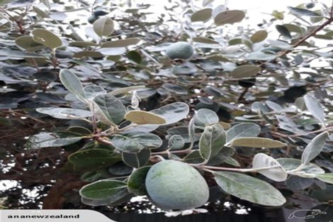 Photo of property in 2/50 Hain Avenue, Mangere East, Auckland, 2024