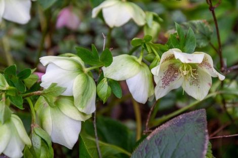 Photo of property in 58 Greers Road, Burnside, Christchurch, 8041