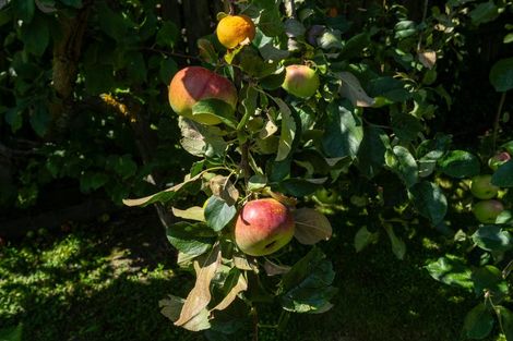 Photo of property in 77 Oak Grove, Ashburton, 7700