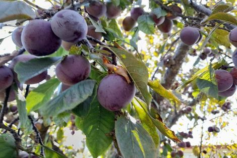 Photo of property in 10 Monmouth Place, Tamatea, Napier, 4112