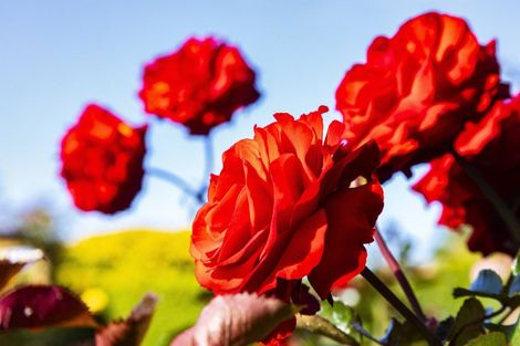 Photo of property in 250 Selwyn, Rolleston, 7678