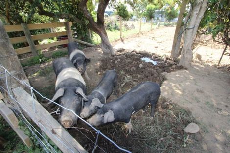 Photo of property in 65 High Street, Eketahuna, 4900