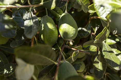 Photo of property in 10 Murphys Road, Springlands, Blenheim, 7201