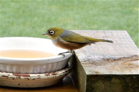 Photo of property in 215 Oxford Street, Ashhurst, 4810