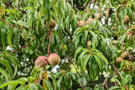 Photo of property in 13 Churchill Avenue, Lansdowne, Masterton, 5810