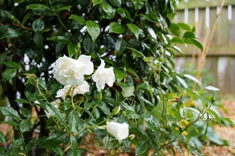 Photo of property in 50 Maryhill Terrace, Maryhill, Dunedin, 9011