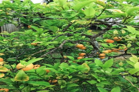 Photo of property in 13 Hakanoa Street, Huntly, 3700