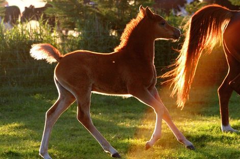 Photo of property in 82 Brownhill Road, Whitford, Manurewa, 2576