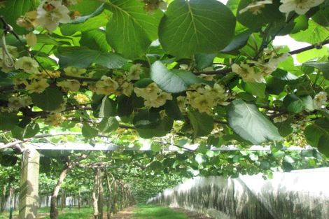 Photo of property in 1082 Te Matai Road, Te Ranga, Te Puke, 3188