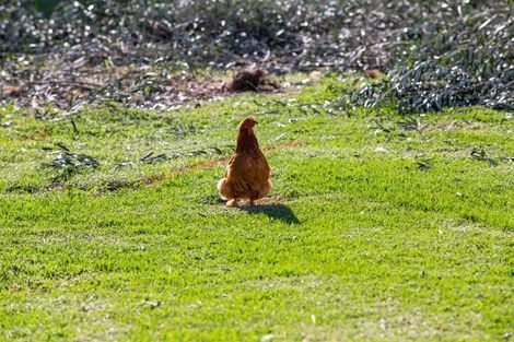 Photo of property in 202 Pukemapu Road, Oropi, Tauranga, 3173