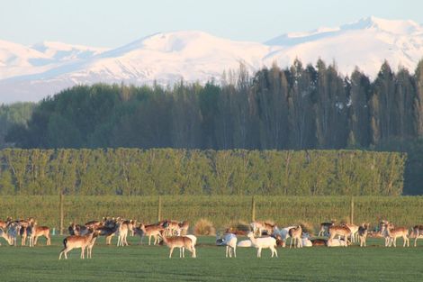 Photo of property in 18 Meadowlinks Lane, Pleasant Point, 7974