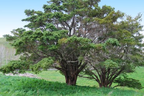 Photo of property in 542e Oneriri Road, Kaiwaka, 0573