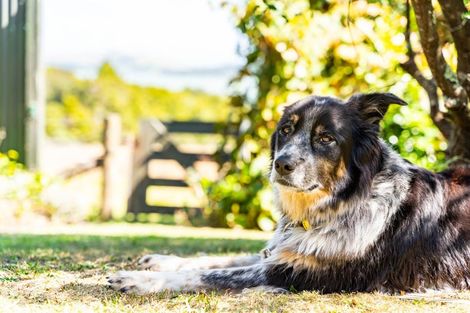 Photo of property in 368 Pahi Road, Pahi, Paparoa, 0571