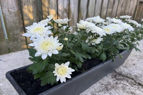 Photo of property in 17 Lavender Place, Papamoa Beach, Papamoa, 3118