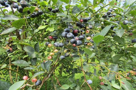 Photo of property in 549a Seddon Road, Gordonton, Hamilton, 3287