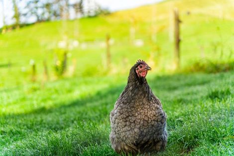Photo of property in 845 Hukerenui Road, Hukerenui, Hikurangi, 0182