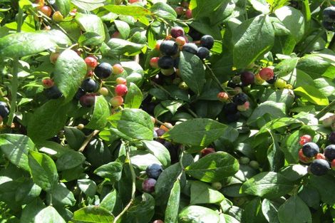 Photo of property in 549a Seddon Road, Gordonton, Hamilton, 3287