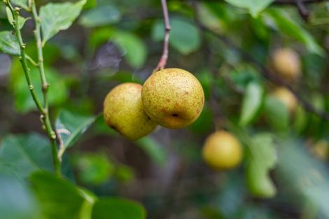 Photo of property in 25 Kaimai Place, Aotea, Porirua, 5024