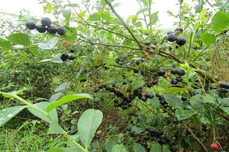 Photo of property in 549a Seddon Road, Gordonton, Hamilton, 3287