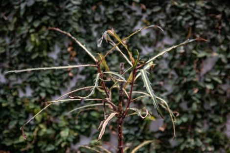 Photo of property in Sugar Lane Apartments, 10/31 Rawene Road, Birkenhead, Auckland, 0626