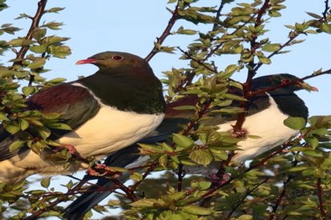 Photo of property in 128e Mauku Road, Patumahoe, Pukekohe, 2678